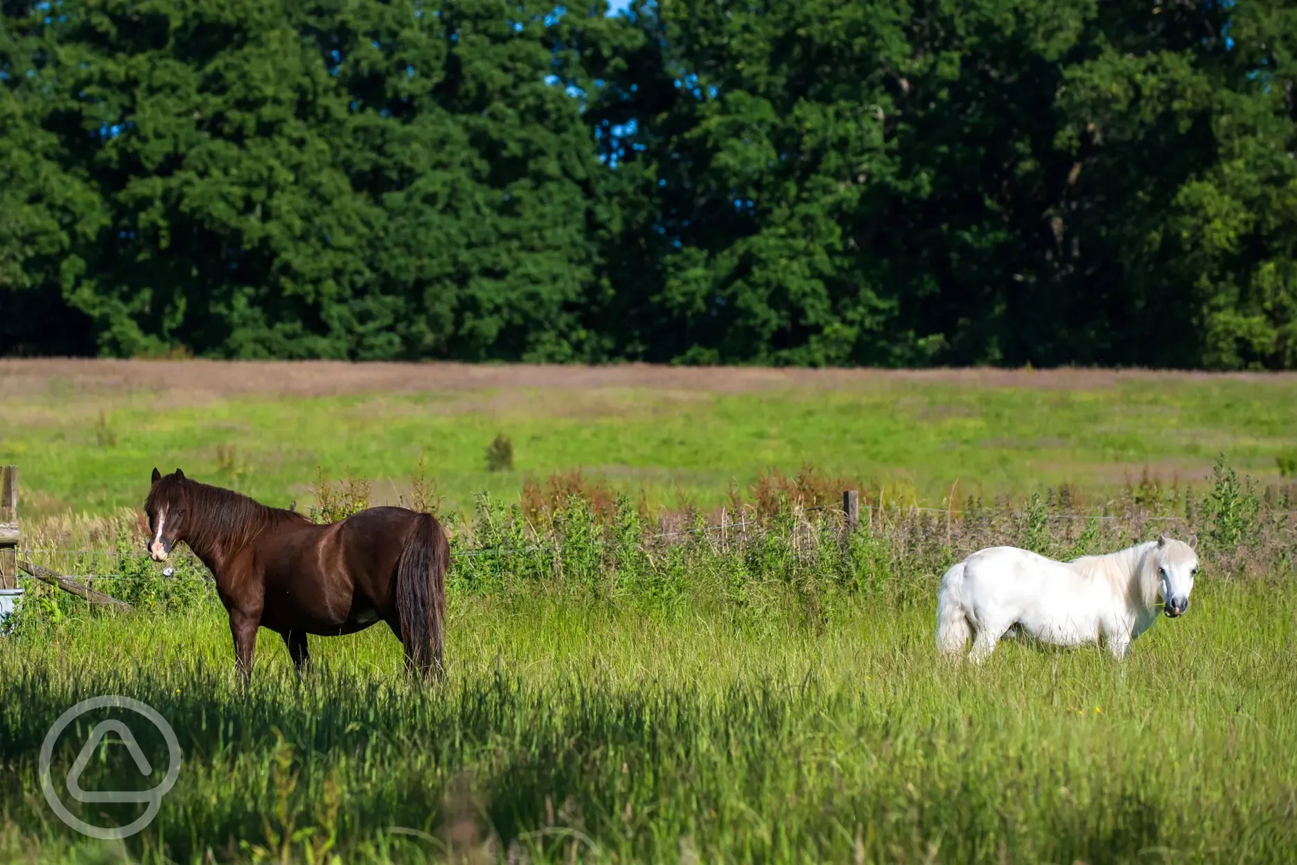 Horses onsite