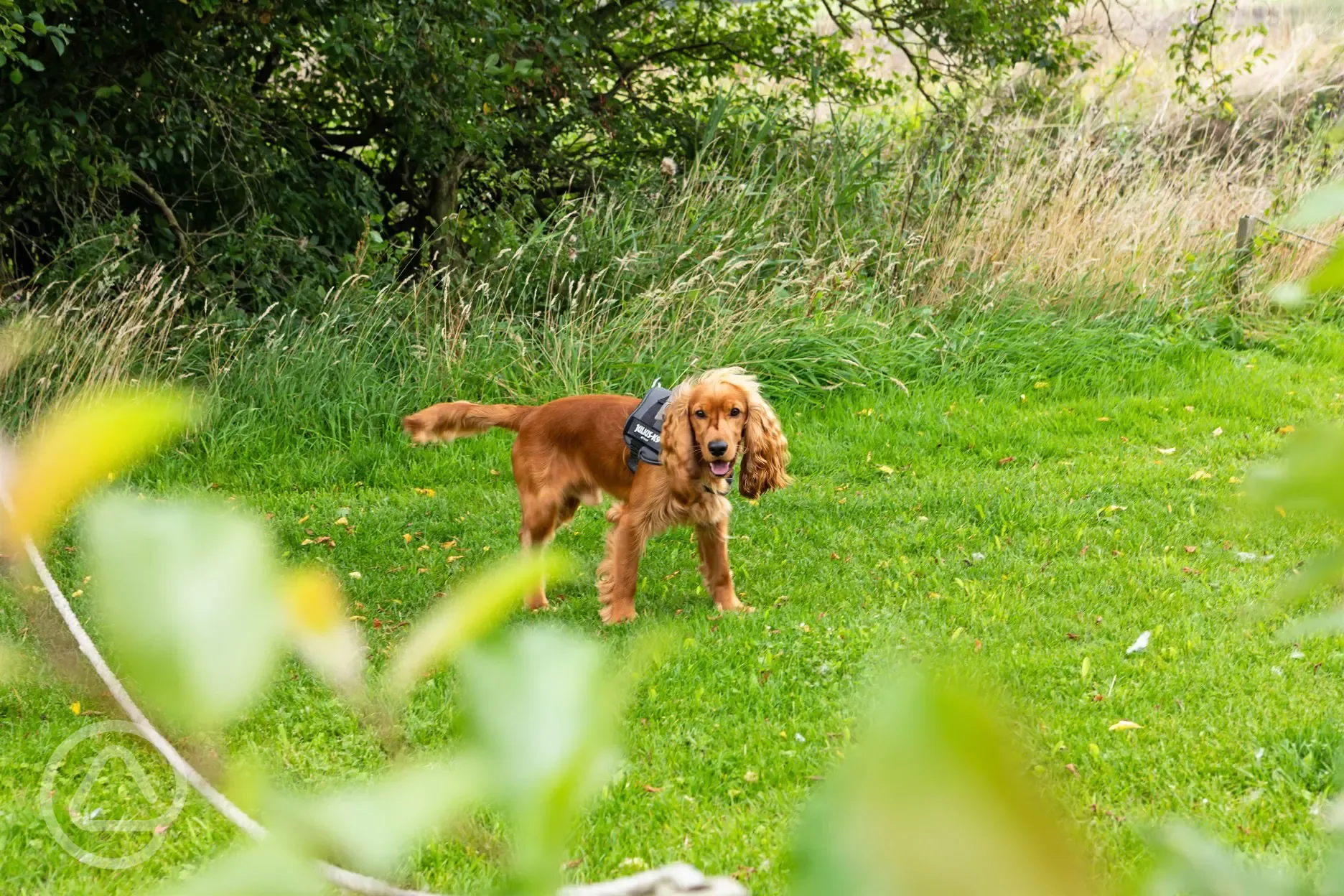 Dog friendly Dog friendly