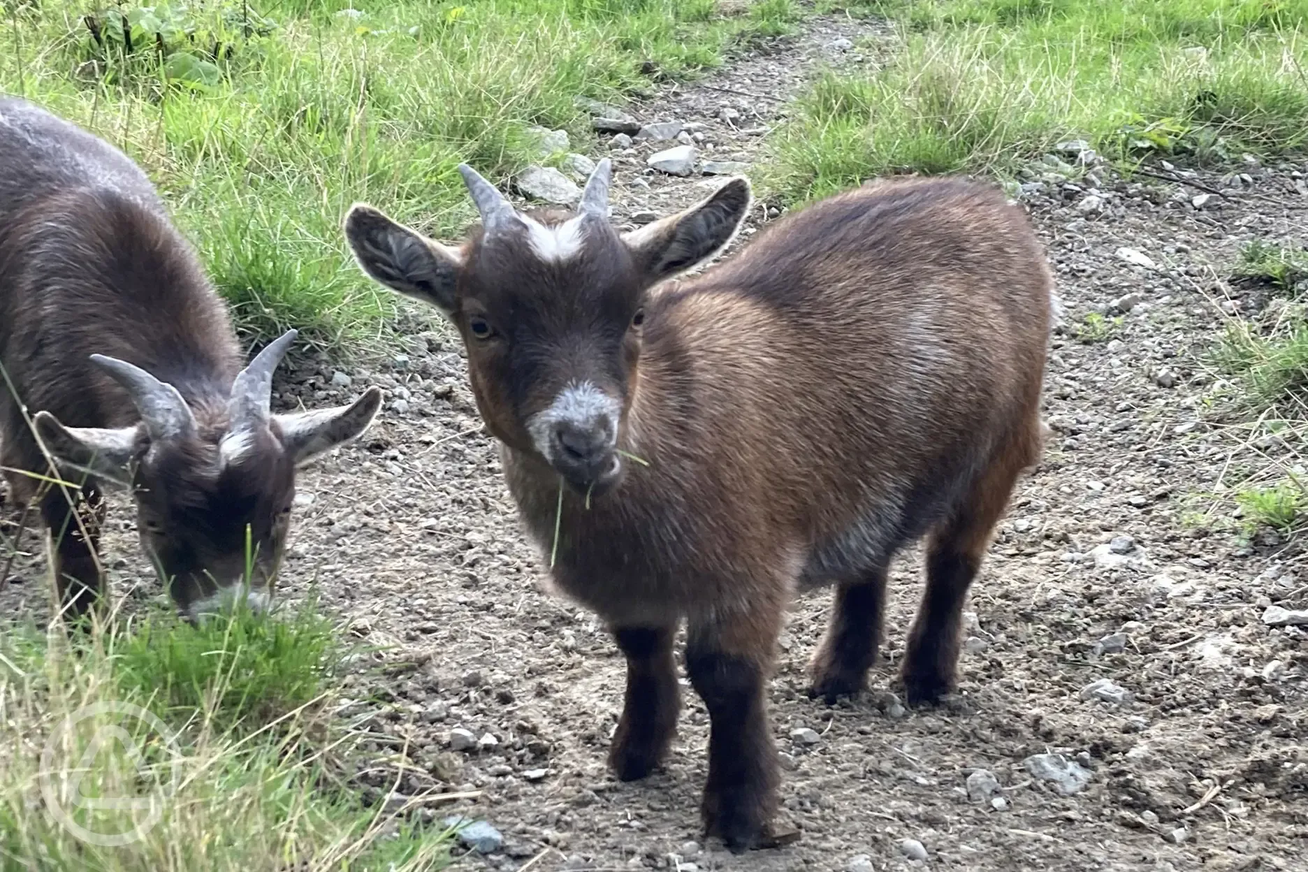 Onsite goats