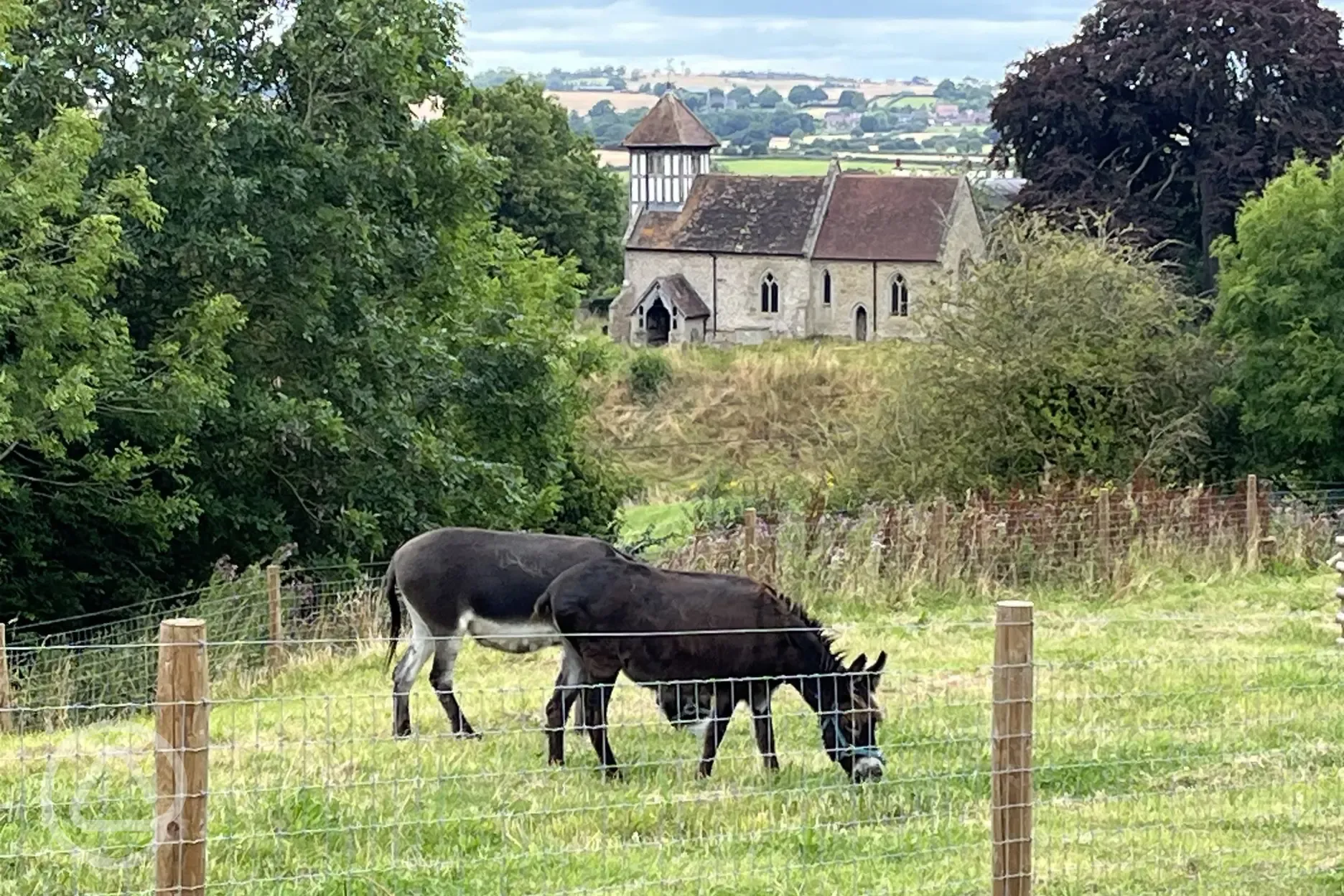 Donkeys