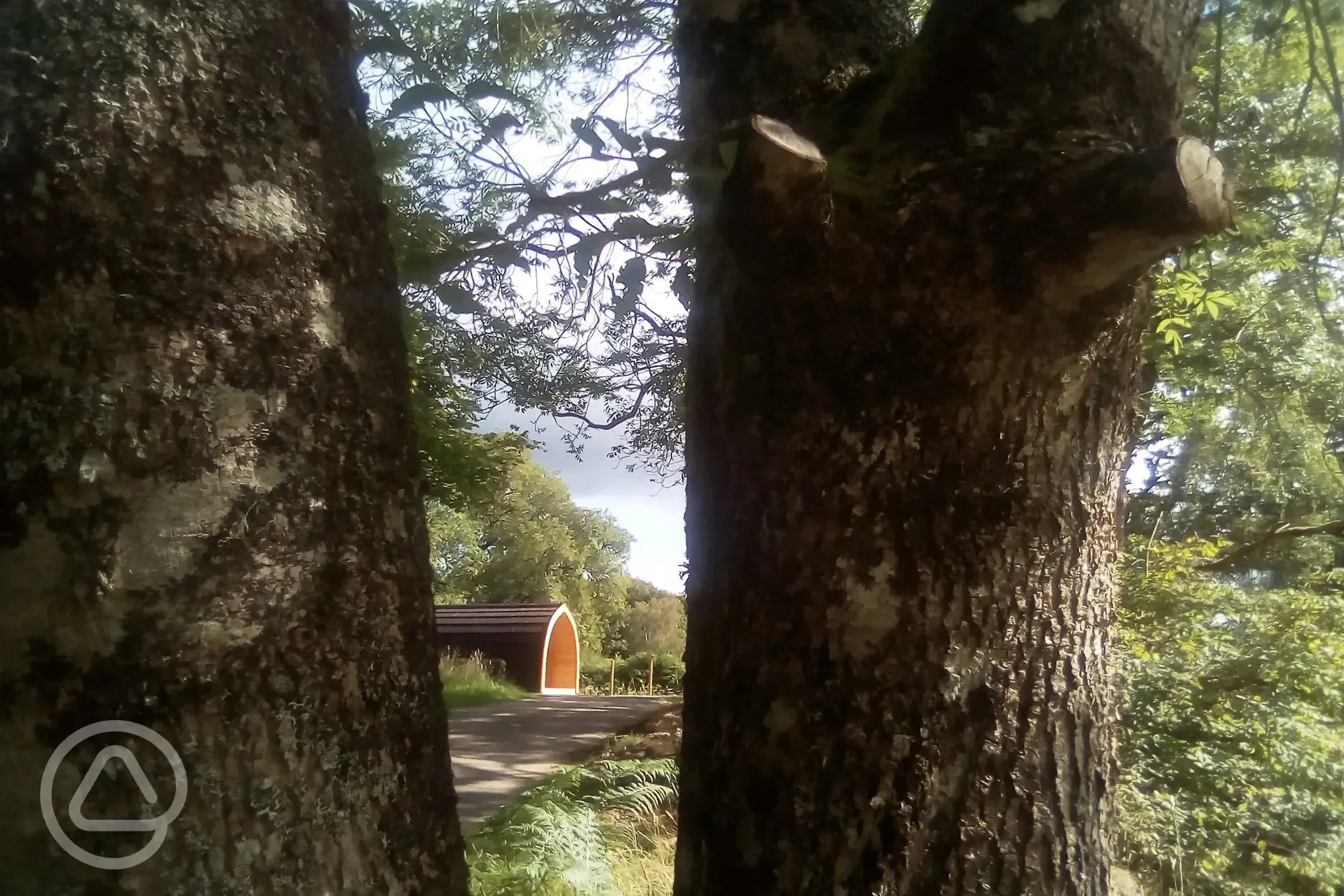 Woodland setting surrounded by trees Woodland setting surrounded by trees