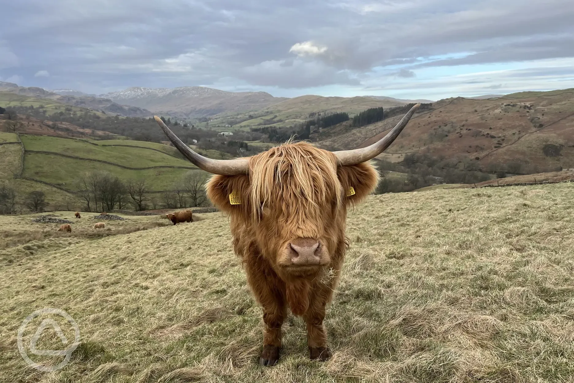 Highland cows grazing on the farm