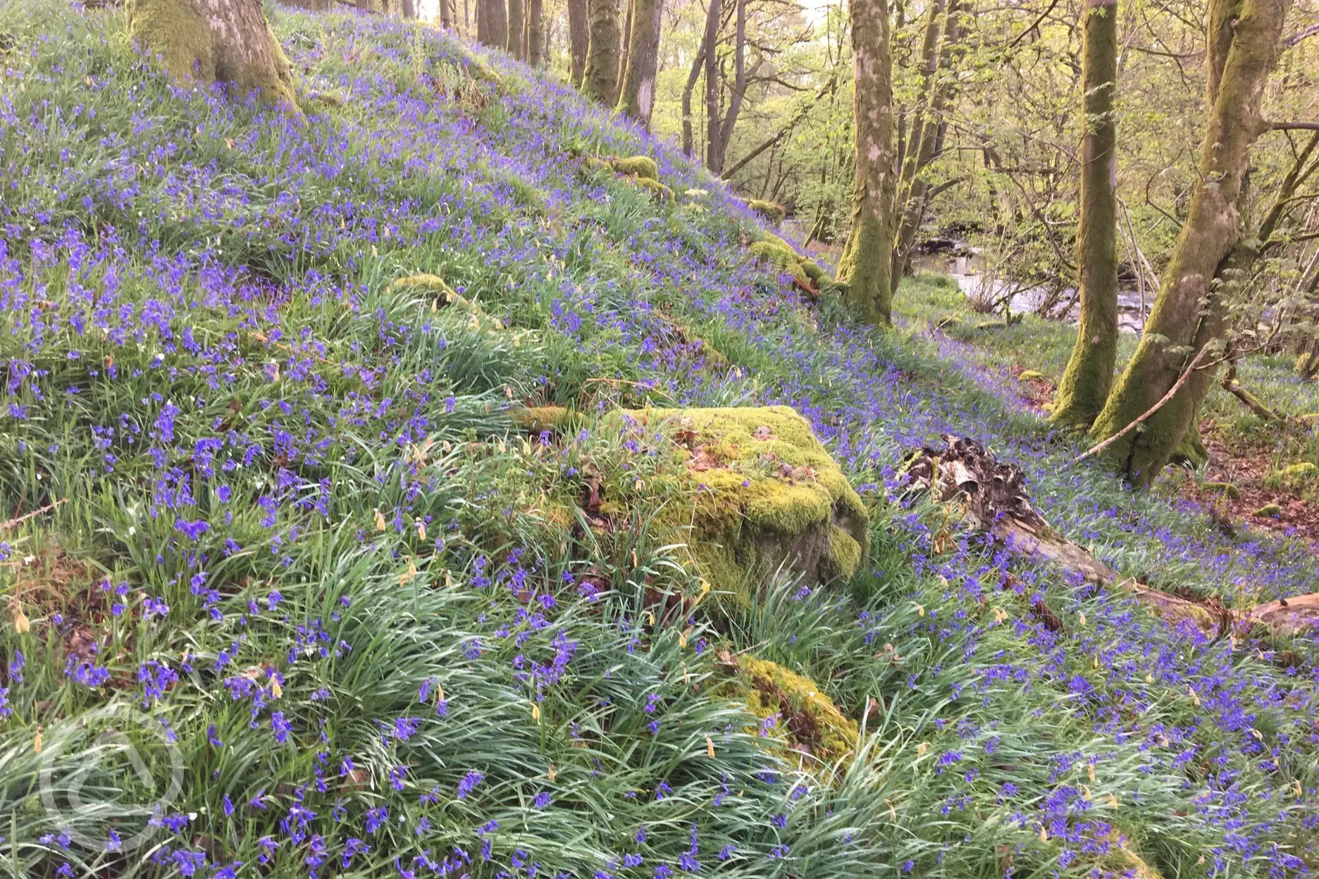 Bluebells on the farm in Spring