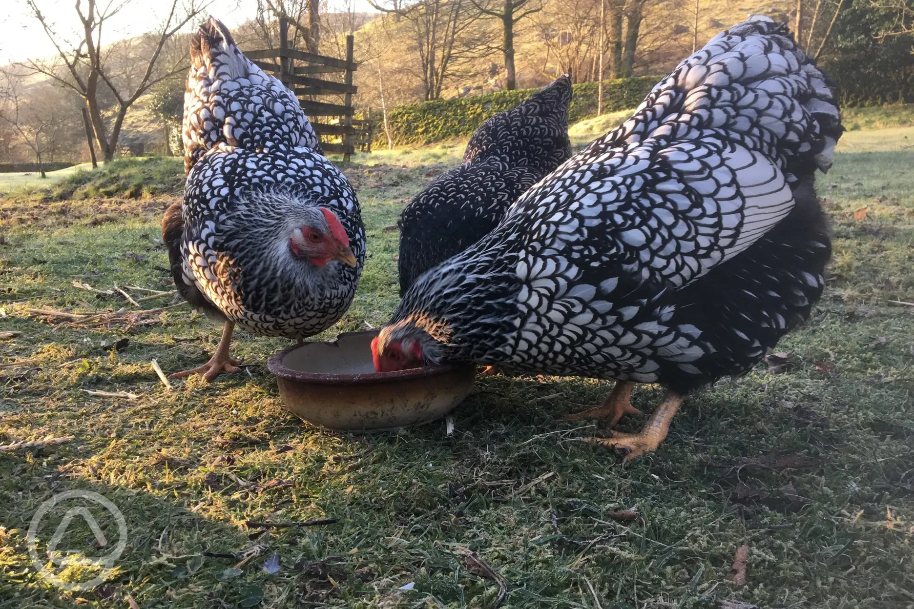 Chickens on the farm