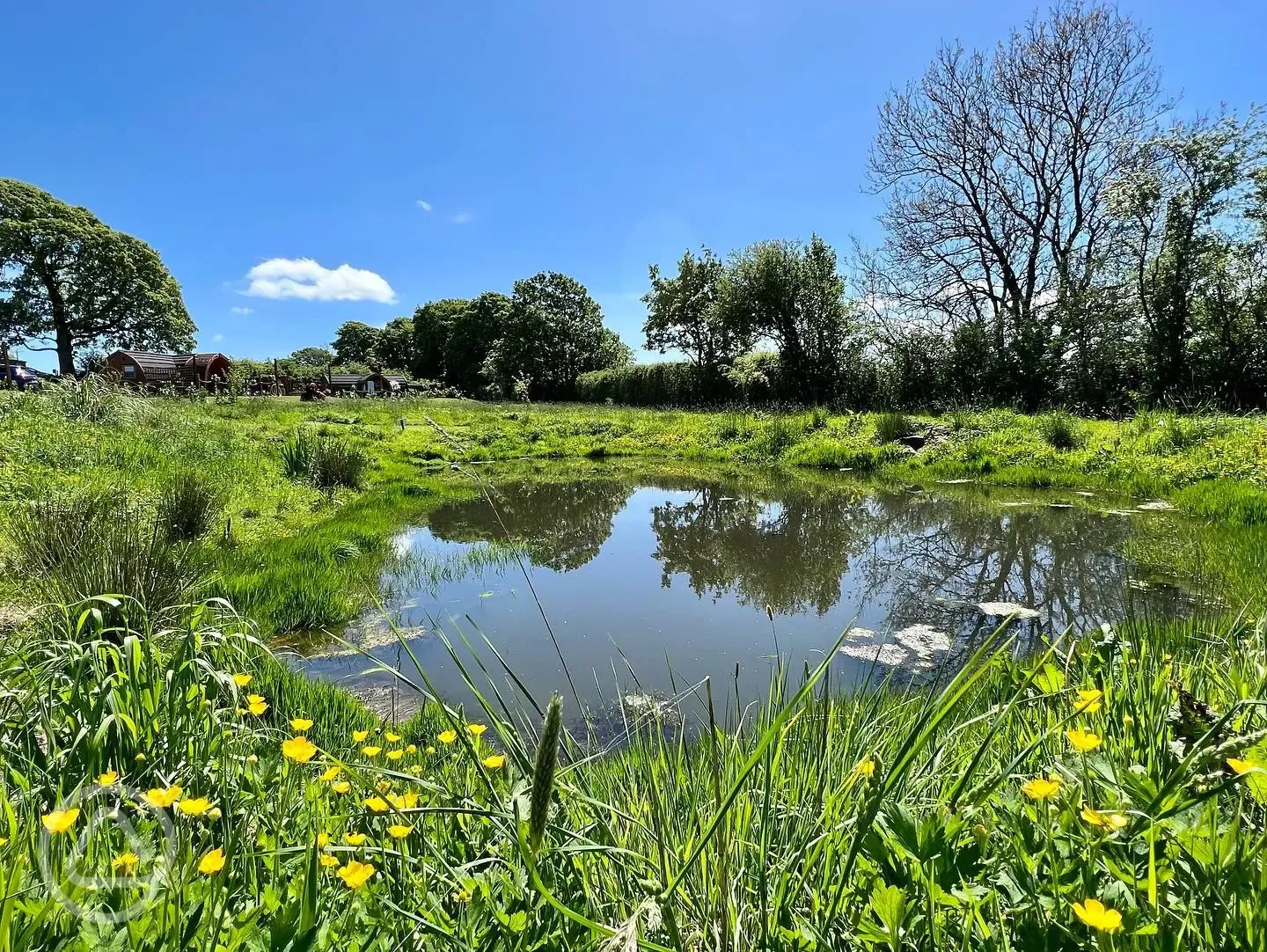 The pond