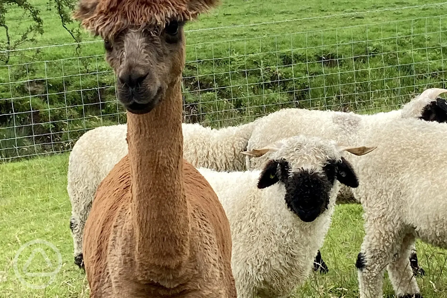 Farm animals