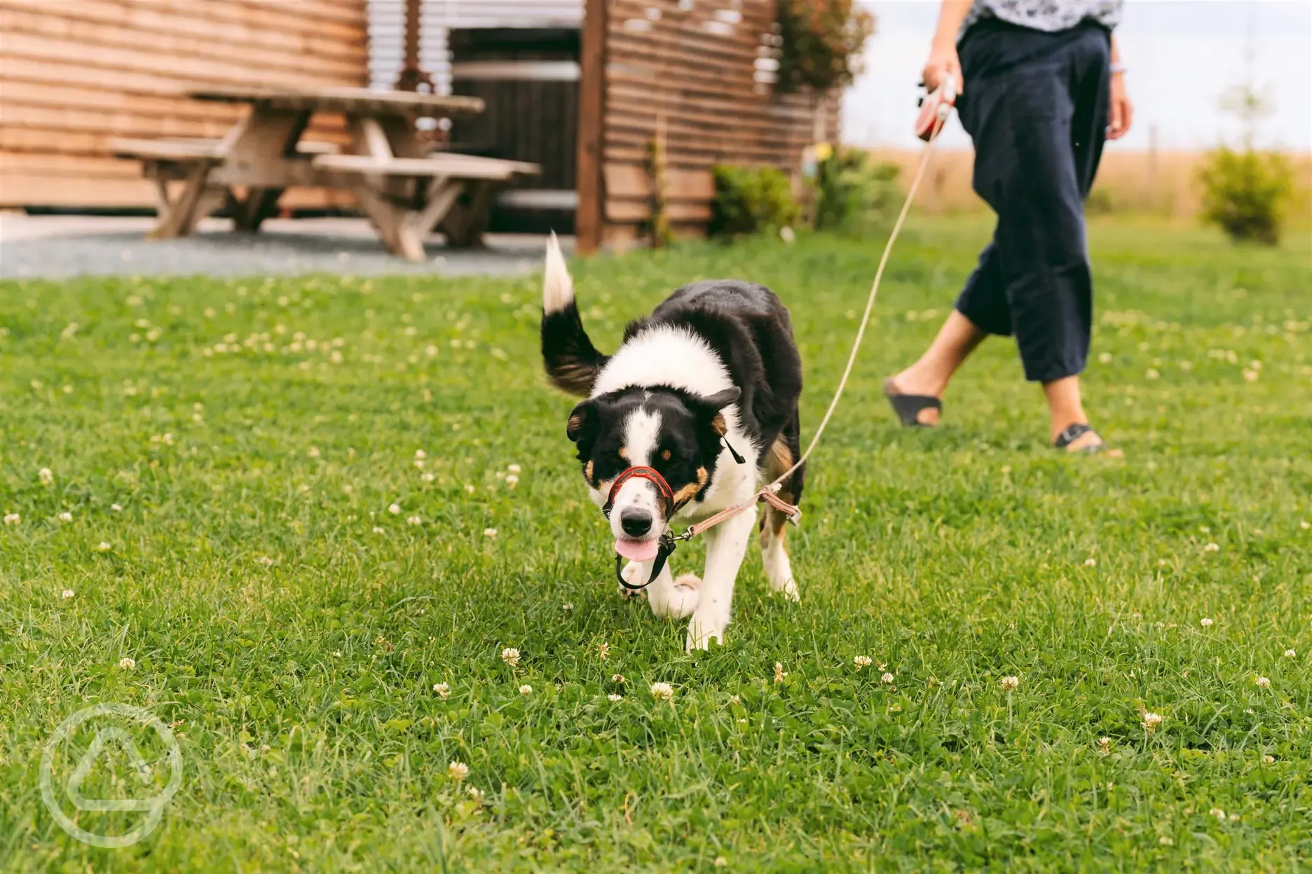 Dog friendly glamping