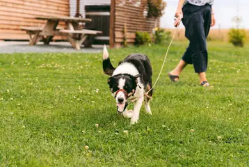 Dog friendly glamping Dog friendly glamping