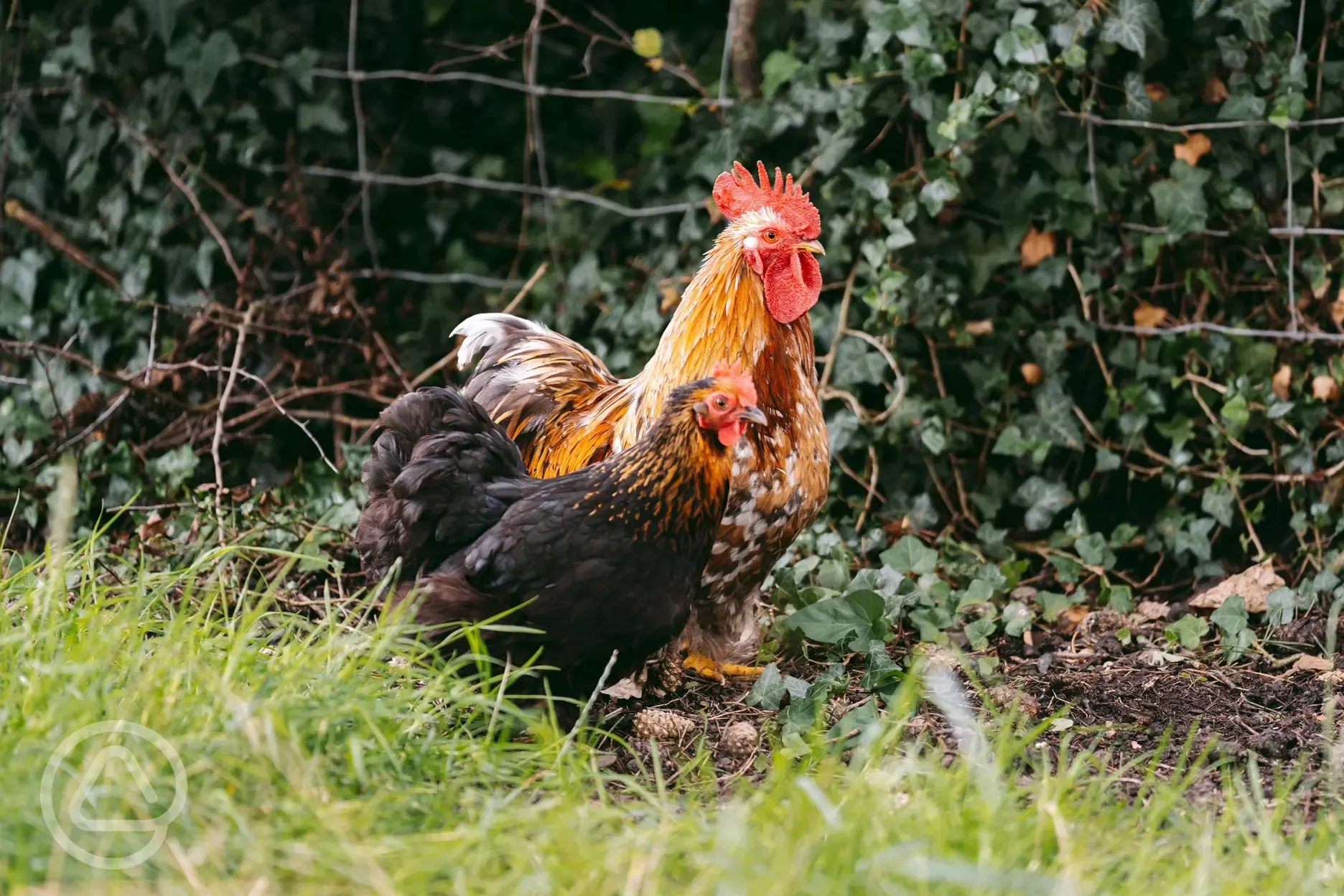 Chickens onsite