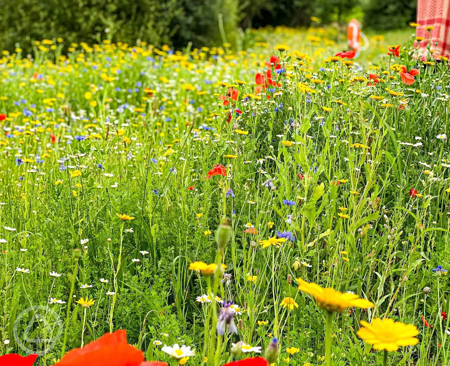 Wildflower meadow