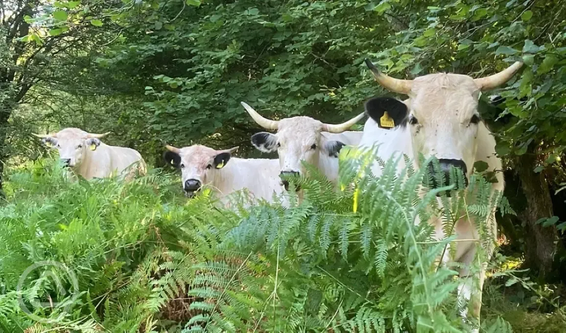 Onsite cows