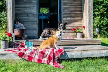 Dog friendly camping pods Dog friendly camping pods