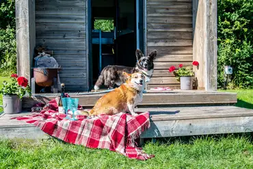 Dog friendly camping pods