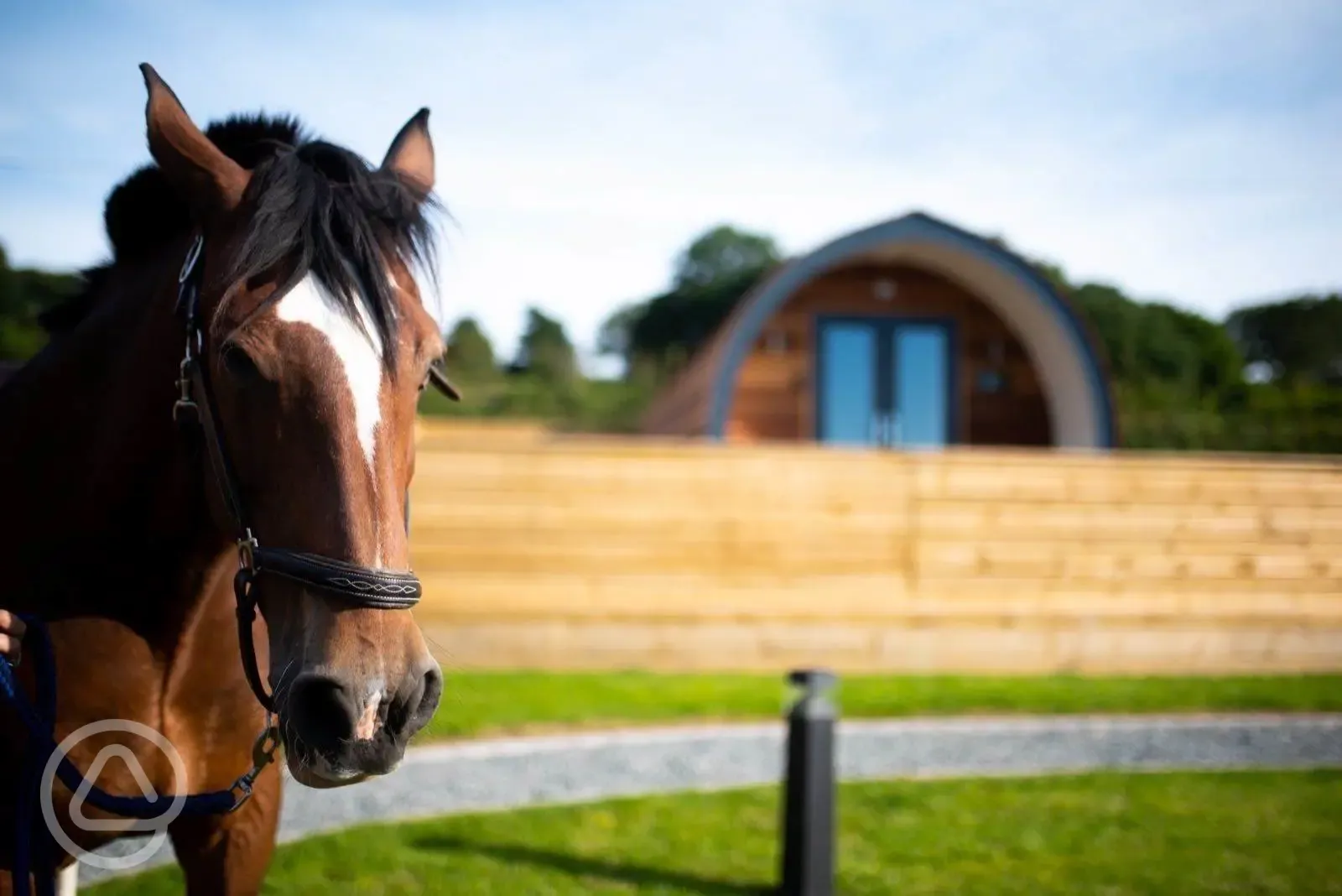 Nearby horses