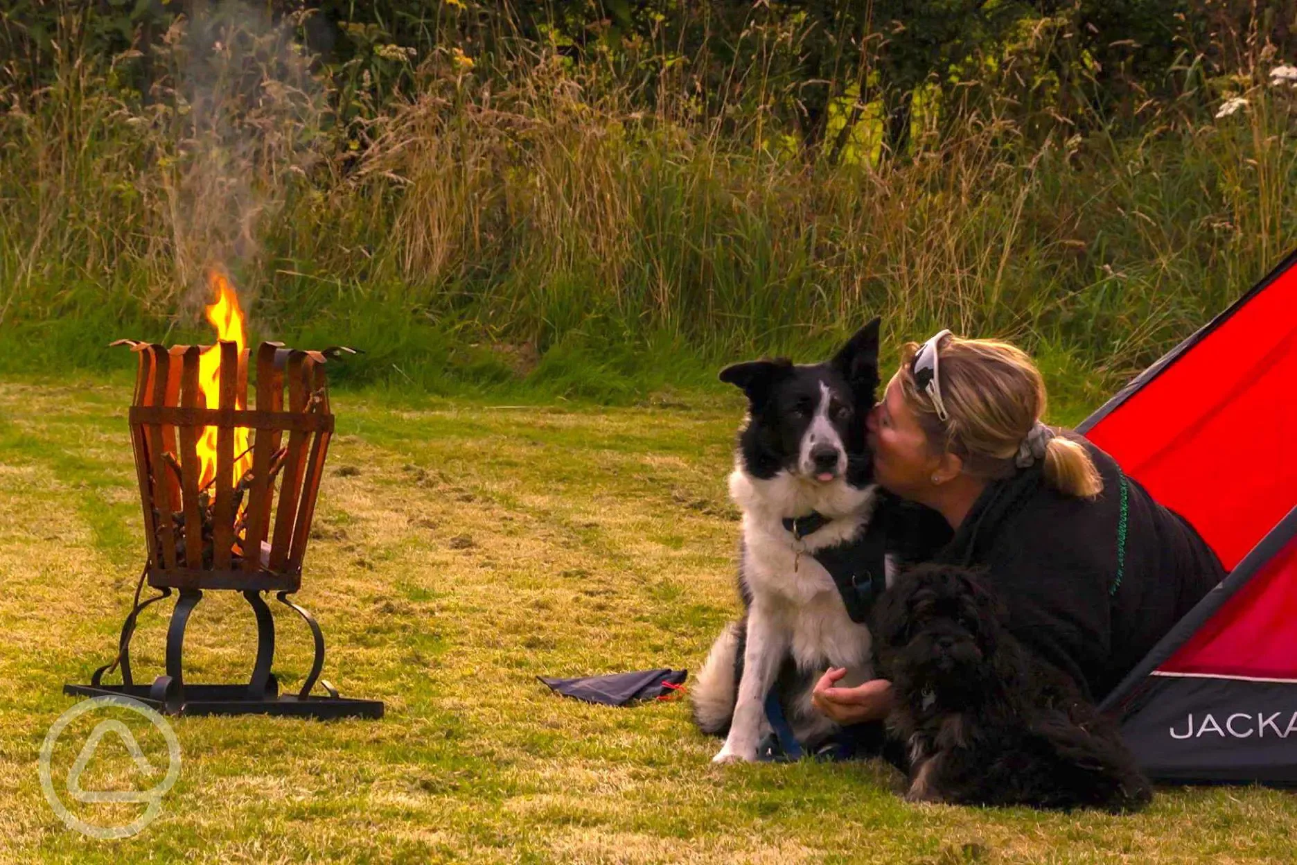 Dog friendly pitches at Kestrel Lodge Campsite