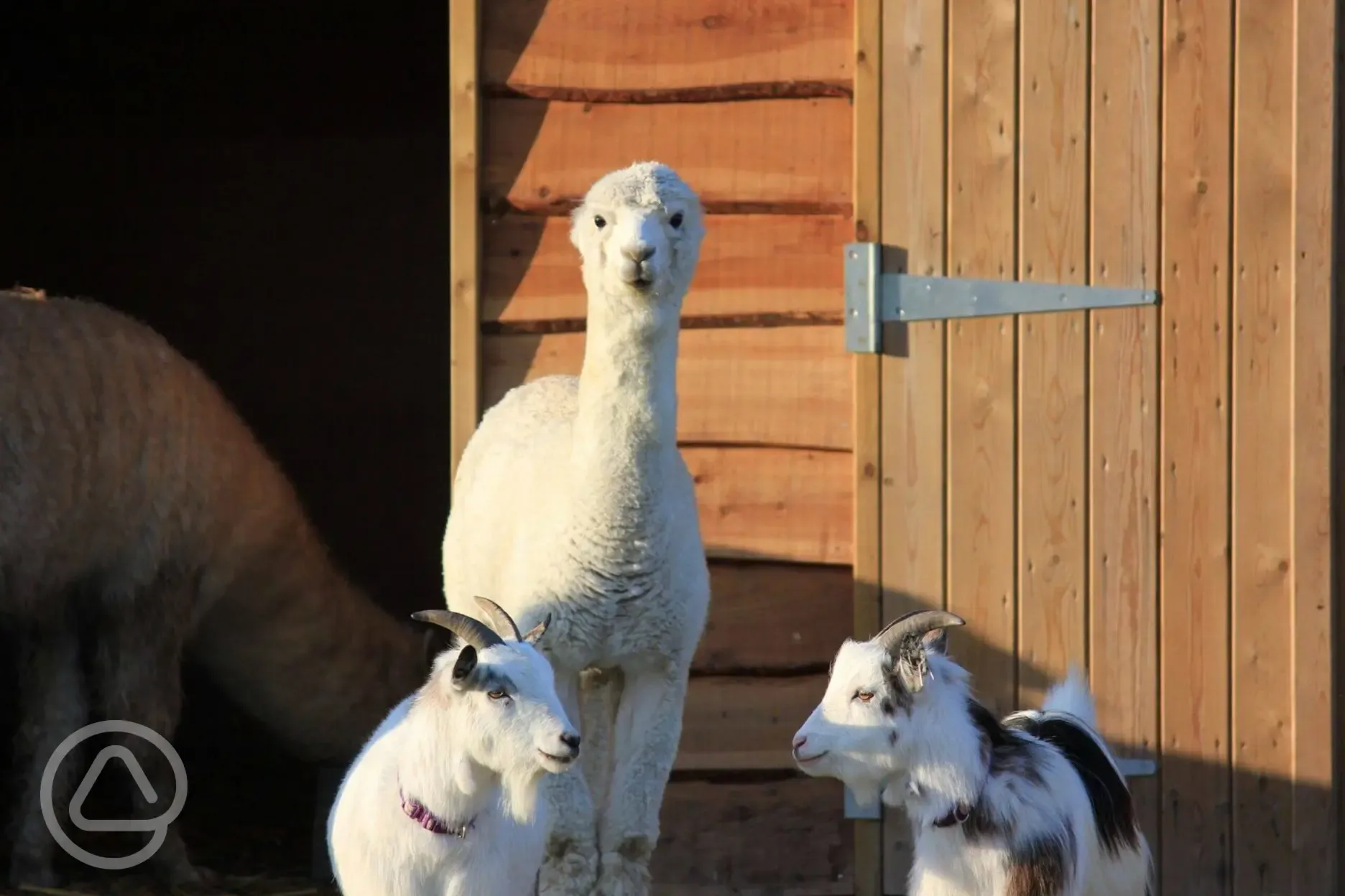 Alpacas and goats