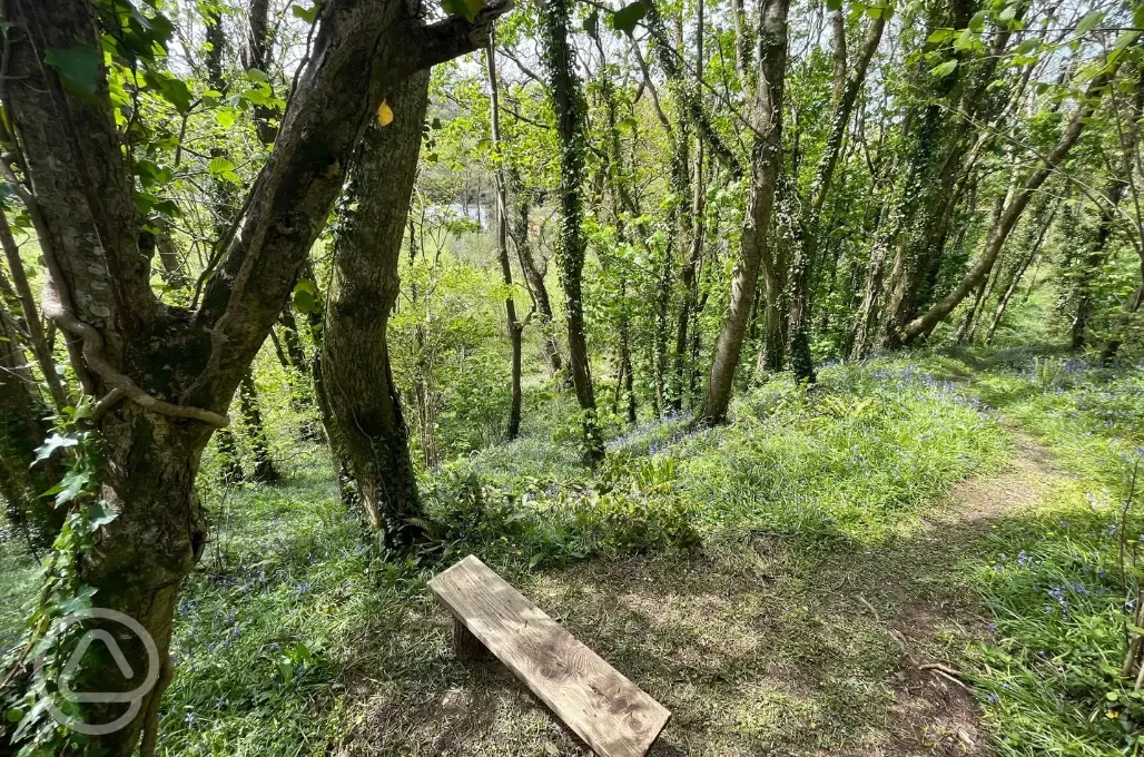 Woodland walk
