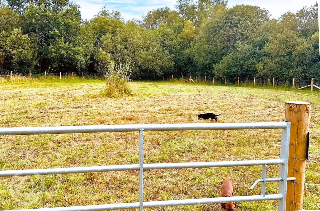 Enclosed dog field