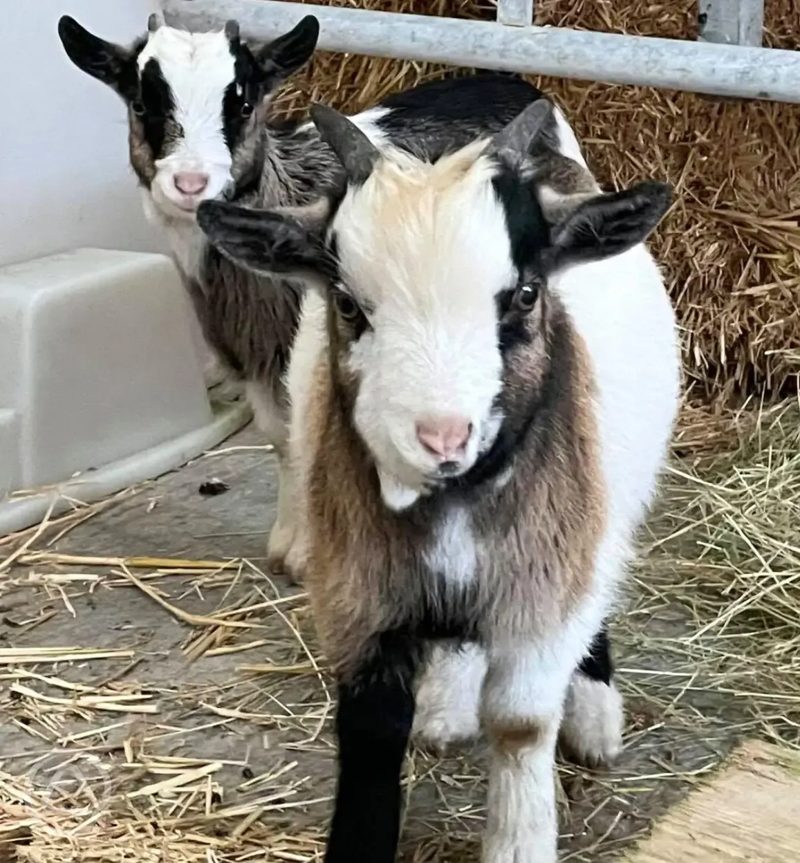Onsite goats
