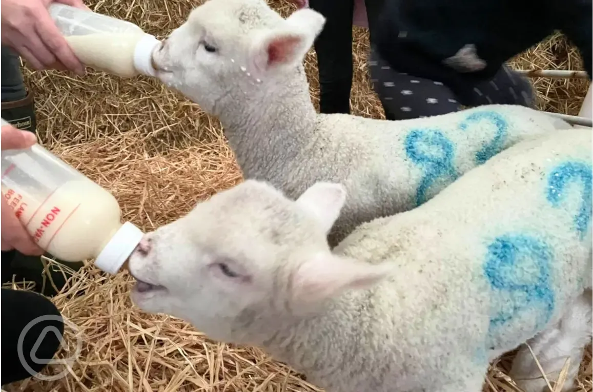 Onsite sheep