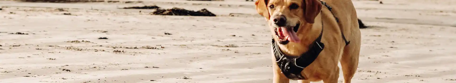 Dog friendly camping and glamping pods in Northumberland