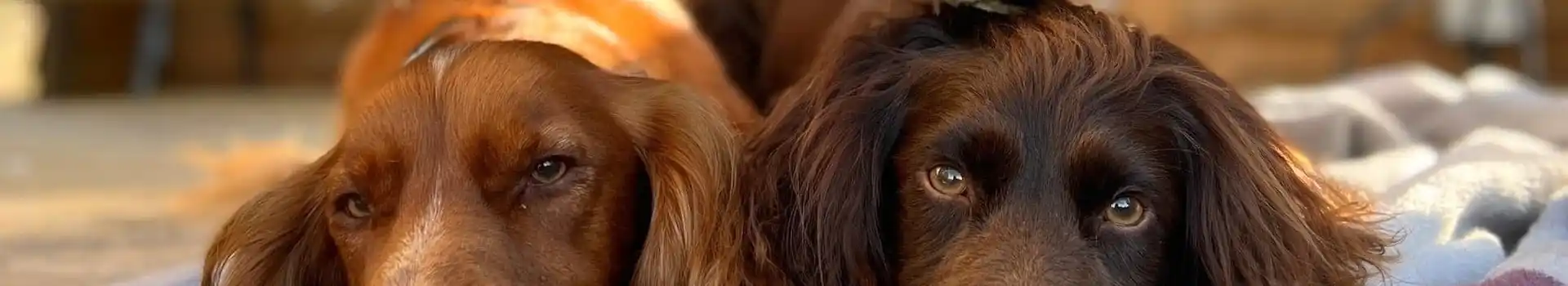 Dog friendly glamping pods
